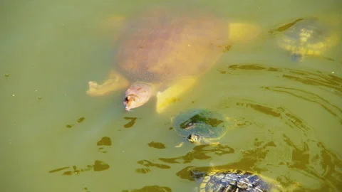 Florida Softshell Turtle Swims into Middle of Frame in Georgia Pond 스톡 동영상 244023895