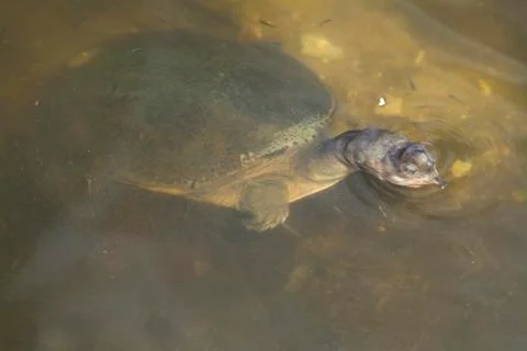 Florida softshell turtle (trionyx ferox) Stock Photos