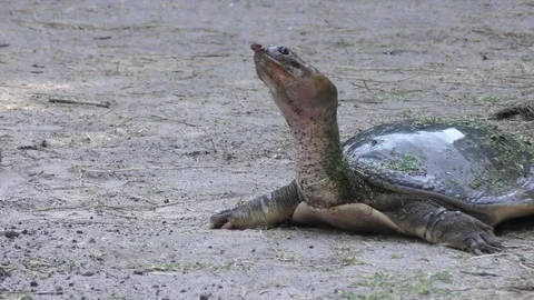 Florida Softshell Turtle walking 스톡 동영상 73811719