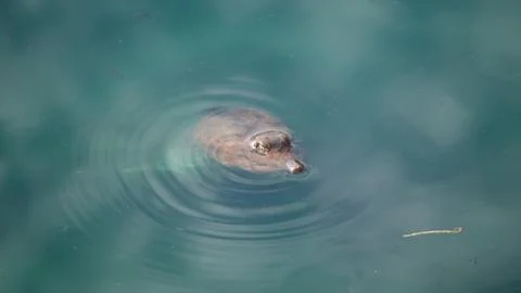Florida softshell turtle in water Foto stock