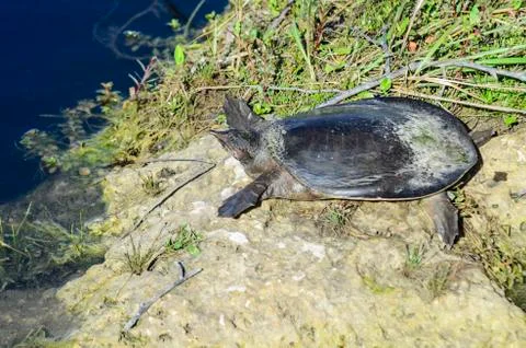 Florida softshell turtle at water's edge 写真素材