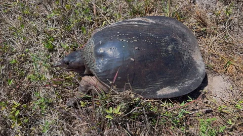 FLORIDA SOFTSHELL TURTLE IN THE WILD  Stock Footage 289912438