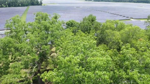 Florida Solar Farm1 Video stock 275414670