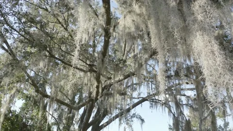 Florida Spanish Moss Stock Footage 225525857