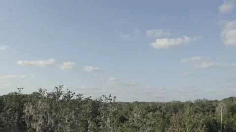 Florida Spanish Moss Stock Footage 225525883