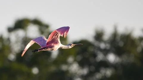 Florida Spoonbill in Flight Stock Photos