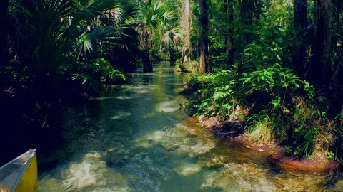 Florida Springs River Stream in Forest Stock Footage