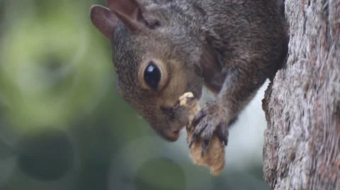 Florida Squirrel eating a peanut Vidéo 53449543