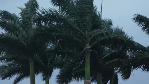 Florida Storm Close Up Palm Trees Blowing in the Wind Dangerous Hurricane Stock Footage 314412518