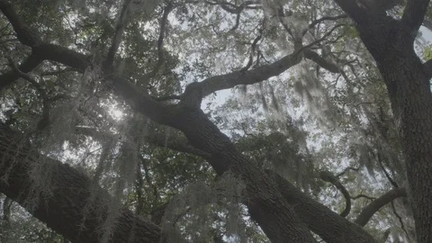 Florida Suburb Stock Footage 126301622