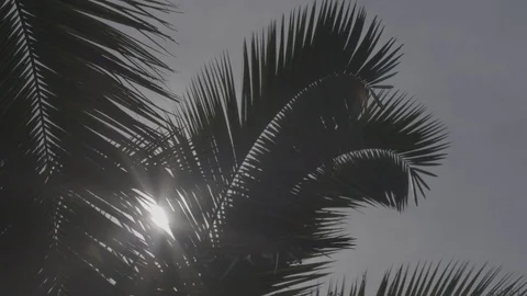 Florida Suburb palms 2 Stock Footage 126302179