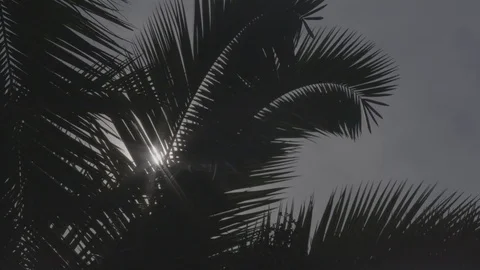 Florida Suburb Palms 3 Stock Footage 126302196