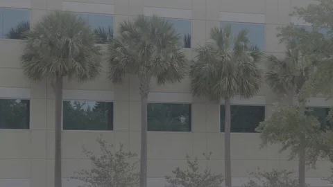 Florida Suburb palms Stock Footage 126302096