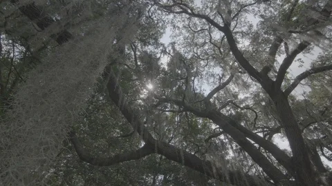 Florida Suburb Tree Moss Stock Footage 126302037