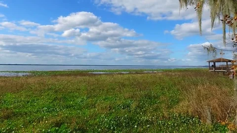 Florida Sugarcane, Everglades & Swamps Stock Footage