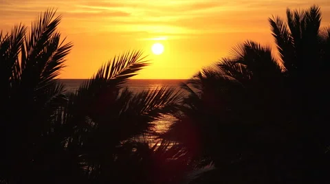 Florida Sunset With Palm Trees And Gulf Of Mexico Stock Footage 51719951