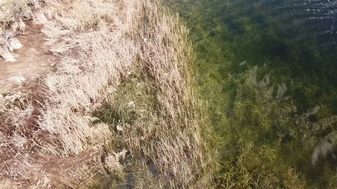 Florida swamp from above Stock Footage 101437316