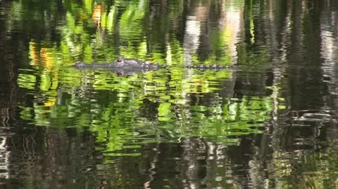 Florida Swamp Alligator Stock Footage 11942688