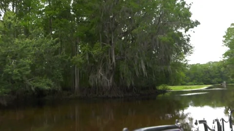 Florida swamp from boat Stock Footage 136540319