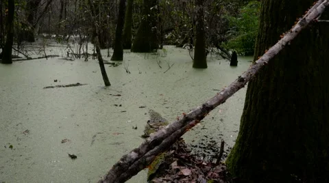 Florida Swamp Stock Footage 59143716
