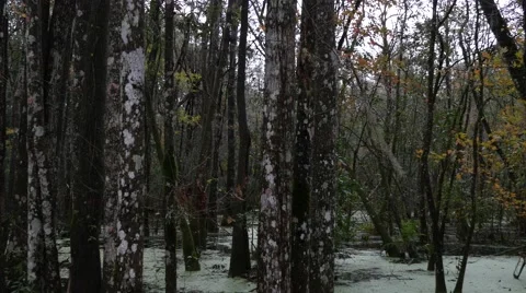 Florida Swamp Stock Footage 59467142
