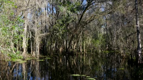 Florida Swamp Stock Footage 60181184