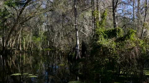 Florida Swamp Stock Footage 60190583
