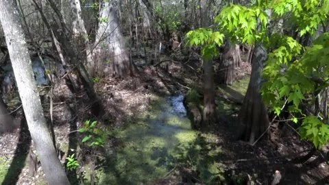Florida Swamp Pan Trees C0004 Stock Footage 233397293