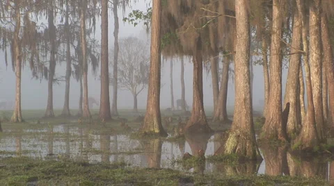Florida Swamp Scenic Stock Footage 1038896