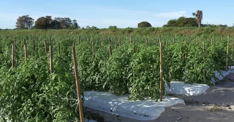 Florida Tomato Crop Stock Footage 75382490