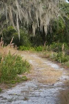 Florida trail - sandy path through the forest Stock Photos