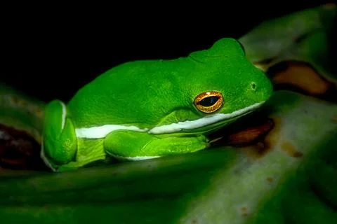 Florida Tree Frog Stock Photos