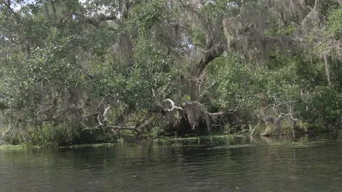 Florida Tree on river Stock Footage 136276997