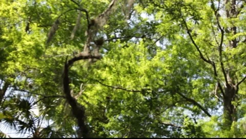 Florida Tree Tops 스톡 동영상 7132190