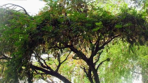Florida Trees Above Foto stock