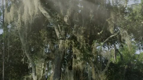 Florida Trees Sunshine Stock Footage 62197926