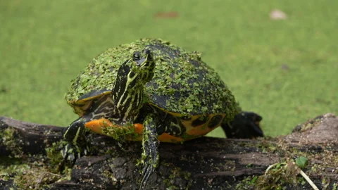 Florida turtle covered in duckweed - Slow Motion Vídeo Stock 330432480