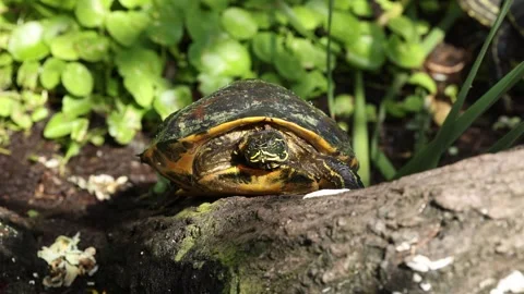 Florida Turtle Itches itself on a log 스톡 동영상 297774058