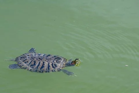Florida turtle swimmings Foto stock