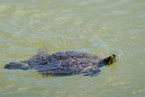 Florida turtle swimmings Stock Photos