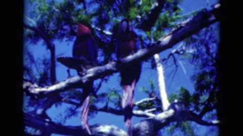 FLORIDA USA-1975: Macaws On Tree And Woman With Parrots Stock Footage 123267734