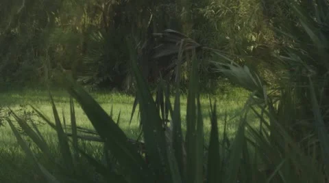 Florida Vegetation Stock Footage 62197814
