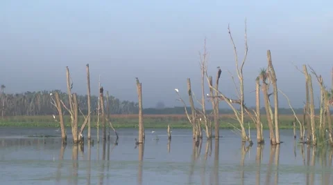 Florida Wetlands Video stock 42698611