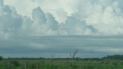 Florida Wetlands 스톡 동영상 79938014