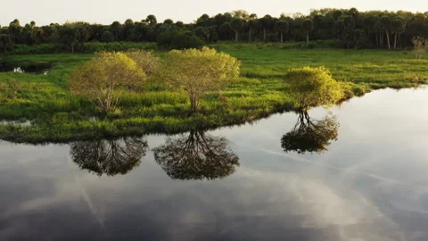 The Florida Wetlands Stock Footage 253810679