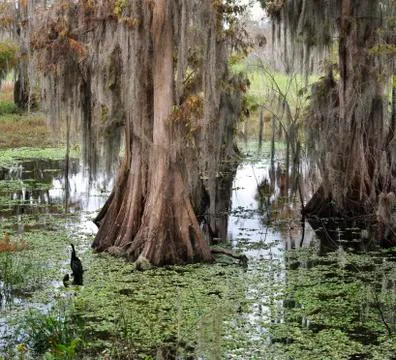Florida wetlands Stock Photos