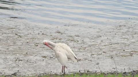 Florida White Ibis 4K24fps Stock Footage 340240665