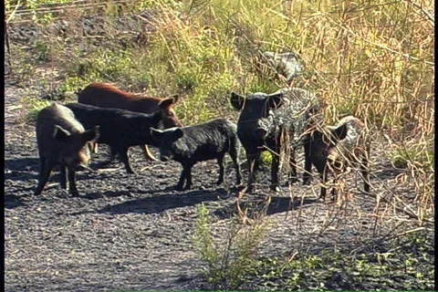 Florida Wild Boar Pigs Hogs Pig Hog Farrow Piglet Sow  Stock Footage 142492
