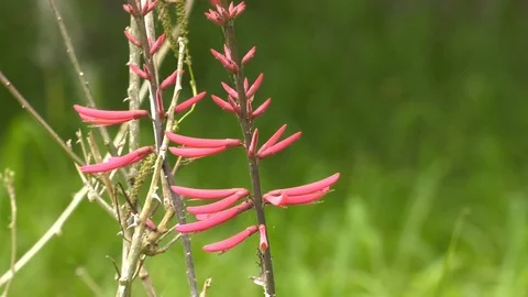 Florida wild flower Stock-Footage 94271981
