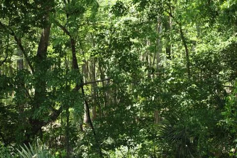 Florida wild forest Stock-Fotos